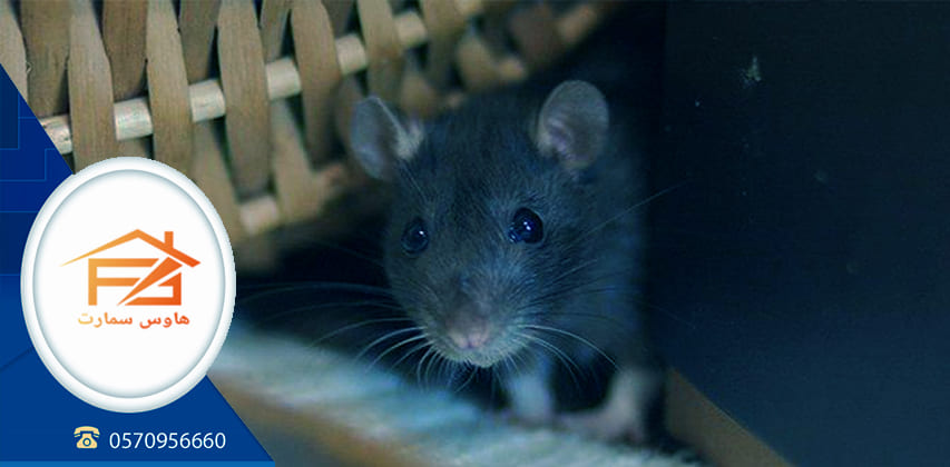 نصائح للوقاية من الفئران